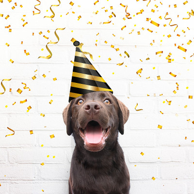 生日快乐，疯狂的快乐狗戴着派对帽，在镜头里微笑着金色的派对五彩纸屑