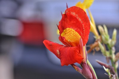 假名的花