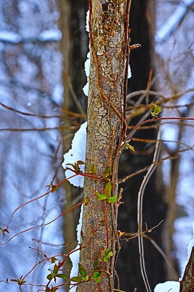 雪花落在树上