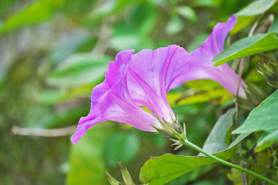 牵牛花
