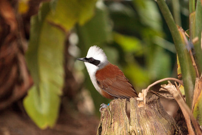 白头laughingthrush