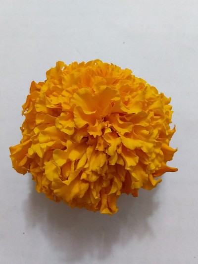 橘色花
