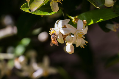 阳光下白花上的蜜蜂