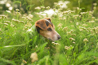 杰克罗素梗的一只小老狗坐在长满高草的开花草地上。猎犬13岁了。