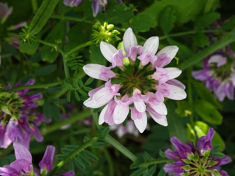 美丽的野花紫冠黄芪，学名小冠黄芪