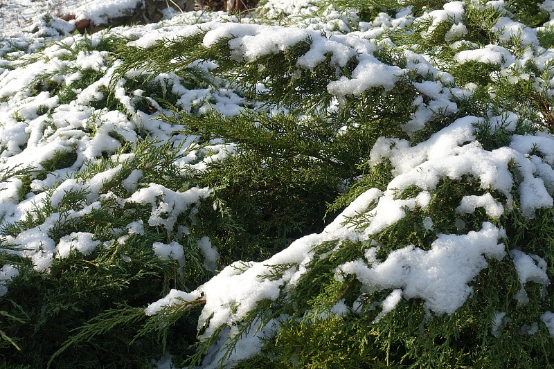 12月的杜松树枝上覆盖着一层雪