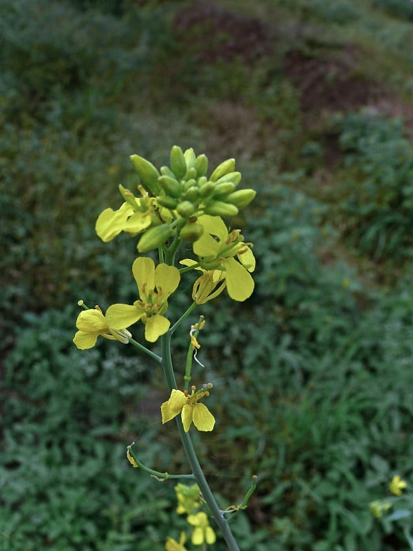 芥花