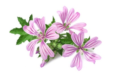 锦葵花
