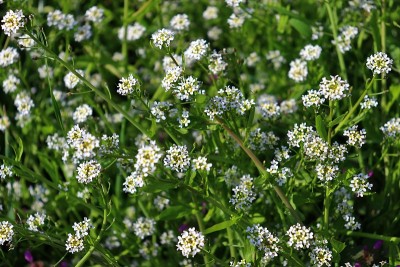 白耳蜗春季开花
