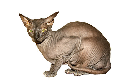 斯芬克斯猫