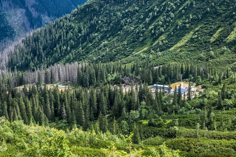 针叶林，西塔特拉斯山脉，斯洛伐克