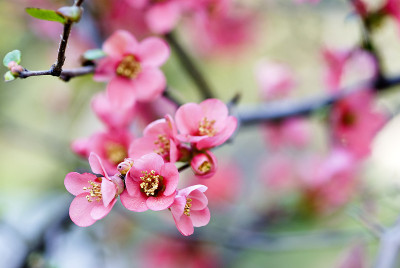 贴梗海棠开花