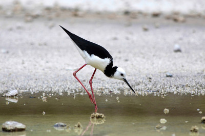 Stilt (himan章鱼)