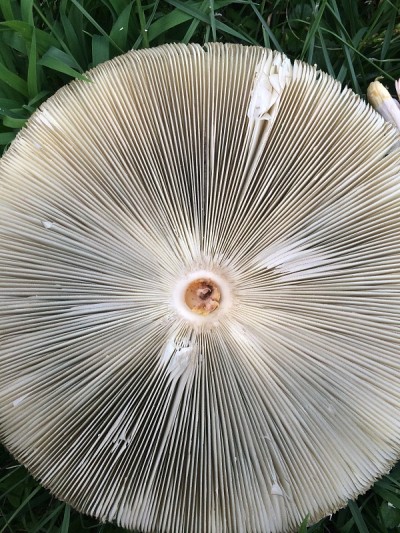 蘑菇底部特写