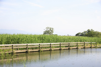 福岛的泻湖