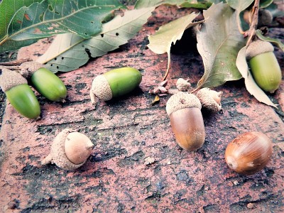 acorn3