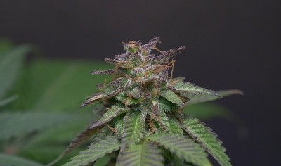黑色的夏至