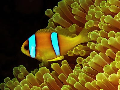 埃及的一种红海海葵鱼(海葵海葵属)