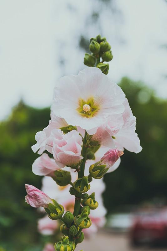 白色锦葵花在花坛上，背景是绿色的叶子。