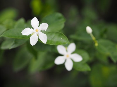 在模糊的自然背景下，花园中盛开的白花三叶草