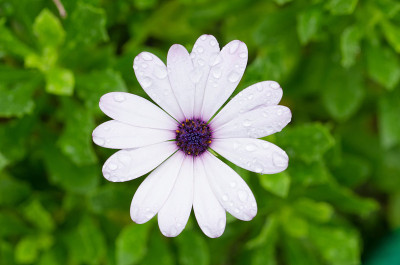 非洲雏菊