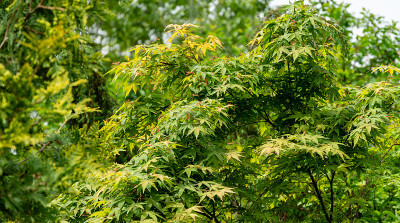 美丽的春天明亮的绿色叶子和红色的种子枫树棕榈槭在模糊的绿色植物的背景。春天的山水，清新的壁纸，自然的