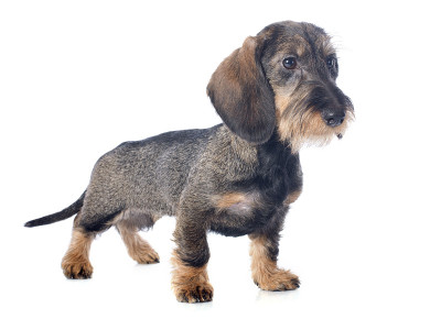 小铁丝毛腊肠犬