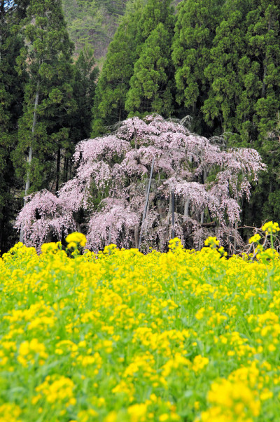 樱桃树和纳米花