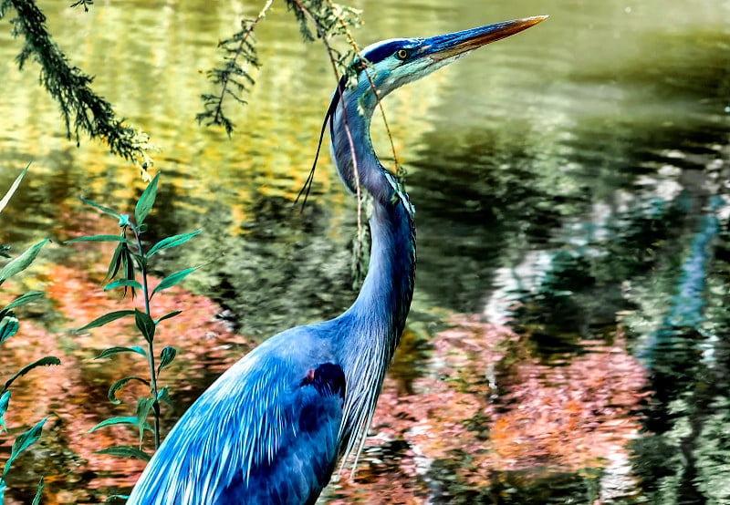 Blue heron