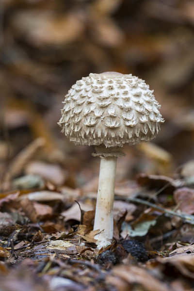 毛茸茸的阳伞（Chlorophyllum rhacodes）