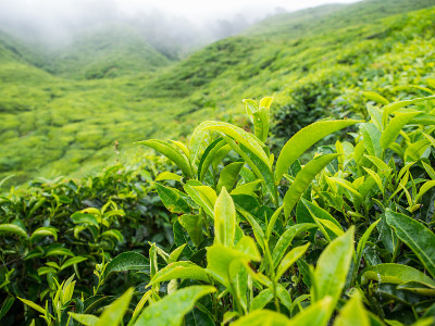 喀麦隆高地的Boh茶园