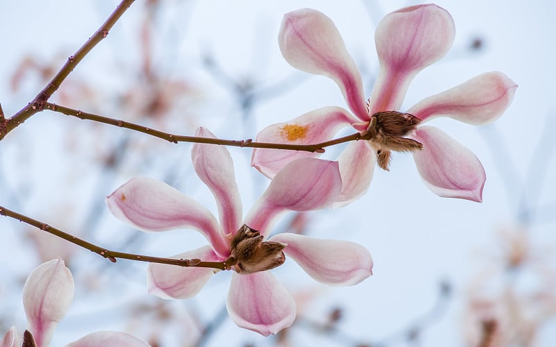 春花系列，玉兰树开花