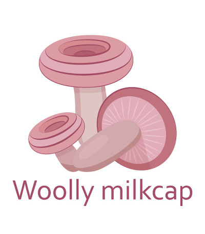 可食用蘑菇扁平图标。长毛milkcap。矢量插图。