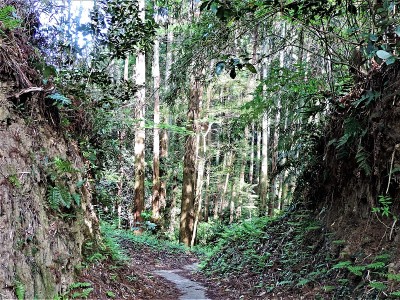 野生森林中的小径
