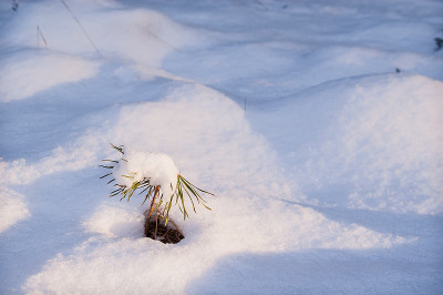 年轻的松树破雪而出