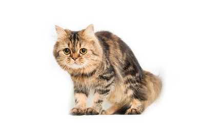 年轻的波斯猫