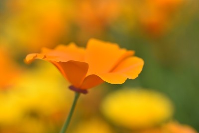 Eschscholzia pavot植物