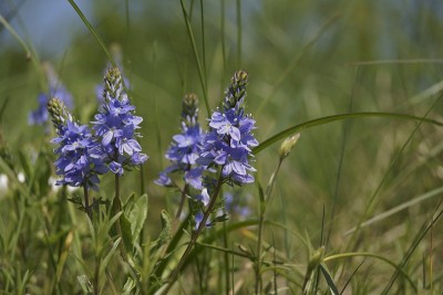 野花-匍匐speedwell或岩石speedwell - Veronica prostrata