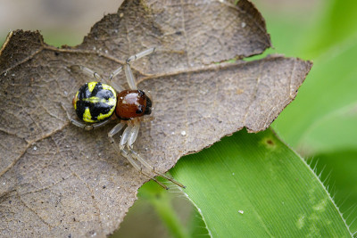 万圣节的蟹蜘蛛(Camaricus formosus)在棕色的叶子上。昆虫的动物