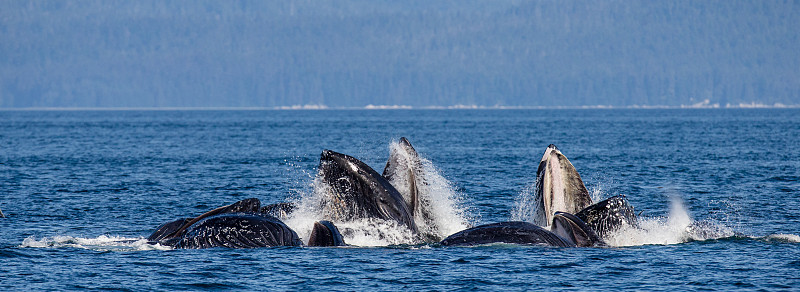The head and the humpback whale's mouth above the 