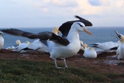 白眉信天翁(Thalassarche melanophris)或德国Mollymawk Helgol