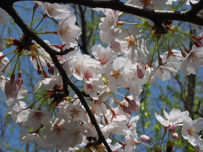 日本樱花