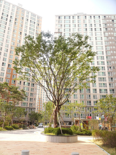 绿色的树与现代的建筑