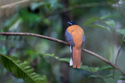 成年肉桂臀trogon