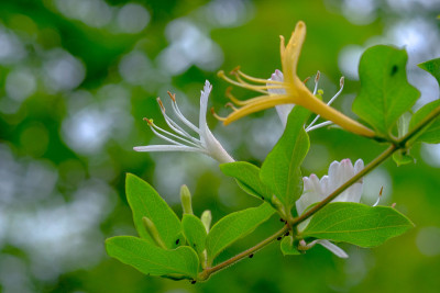 一种金银花