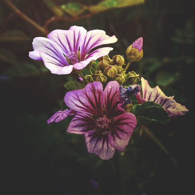 花