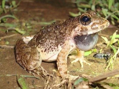 蟋蟀蛙(Limnonectes fejervarya)属蟋蟀蛙，体型小，属于蟋蟀科。