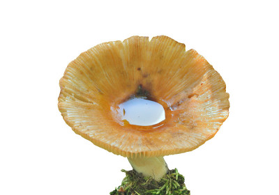 食用蘑菇
