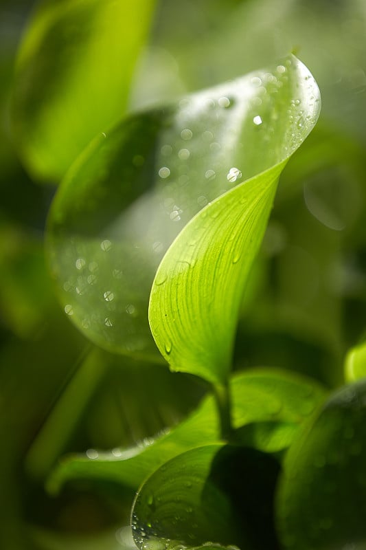 水葫芦