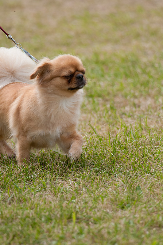 西藏猎犬走